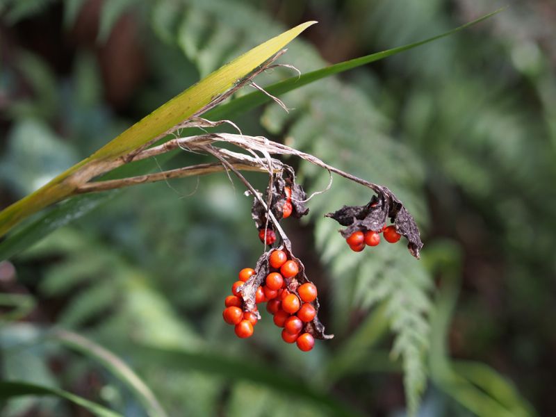 Bacche... di Chamaeiris foetidissima (=Iris foetidissima) (cfr.)